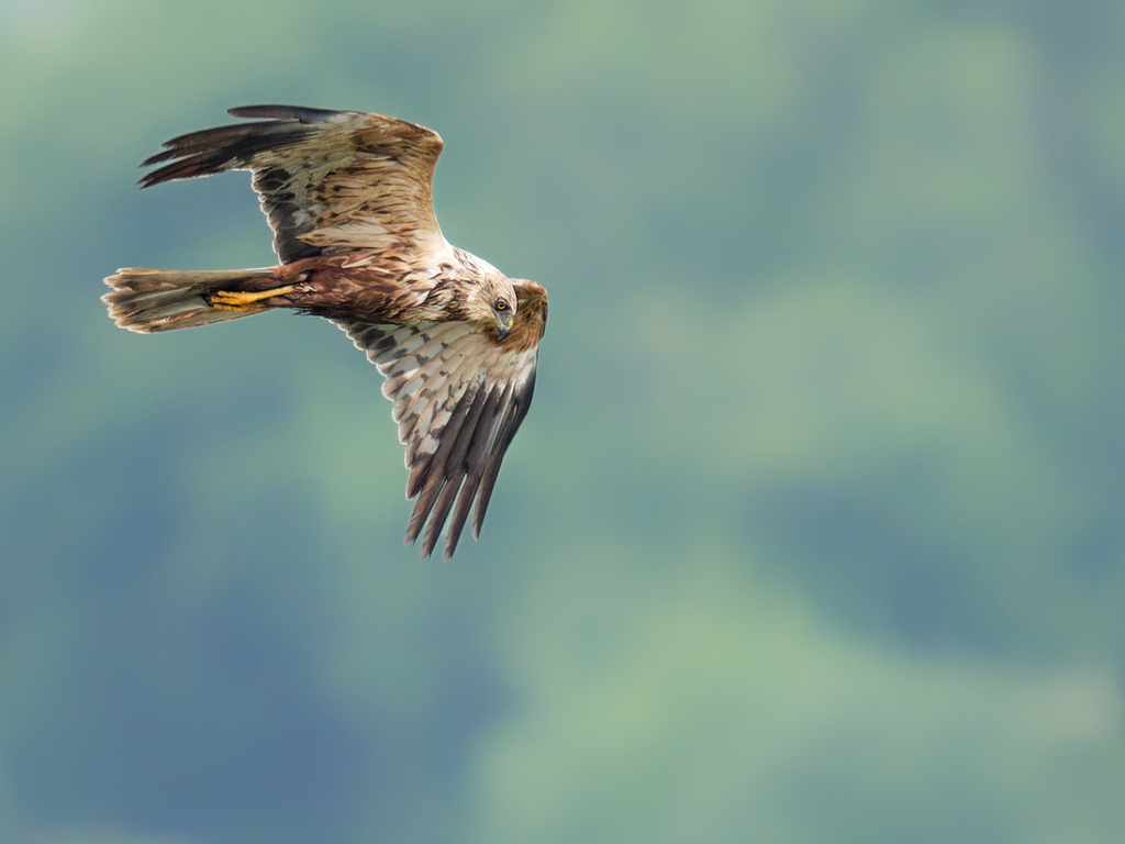 Marsh Harrier